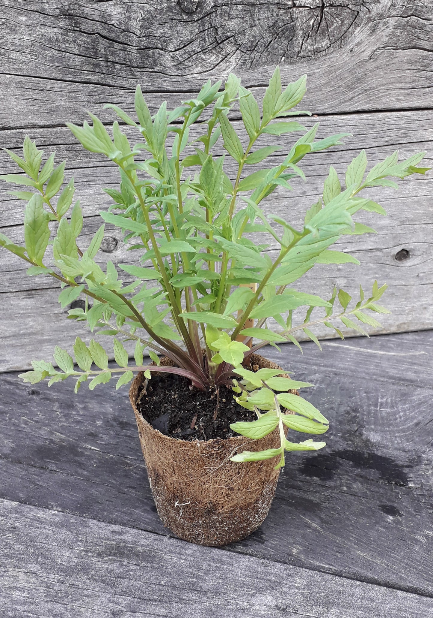 Valerian