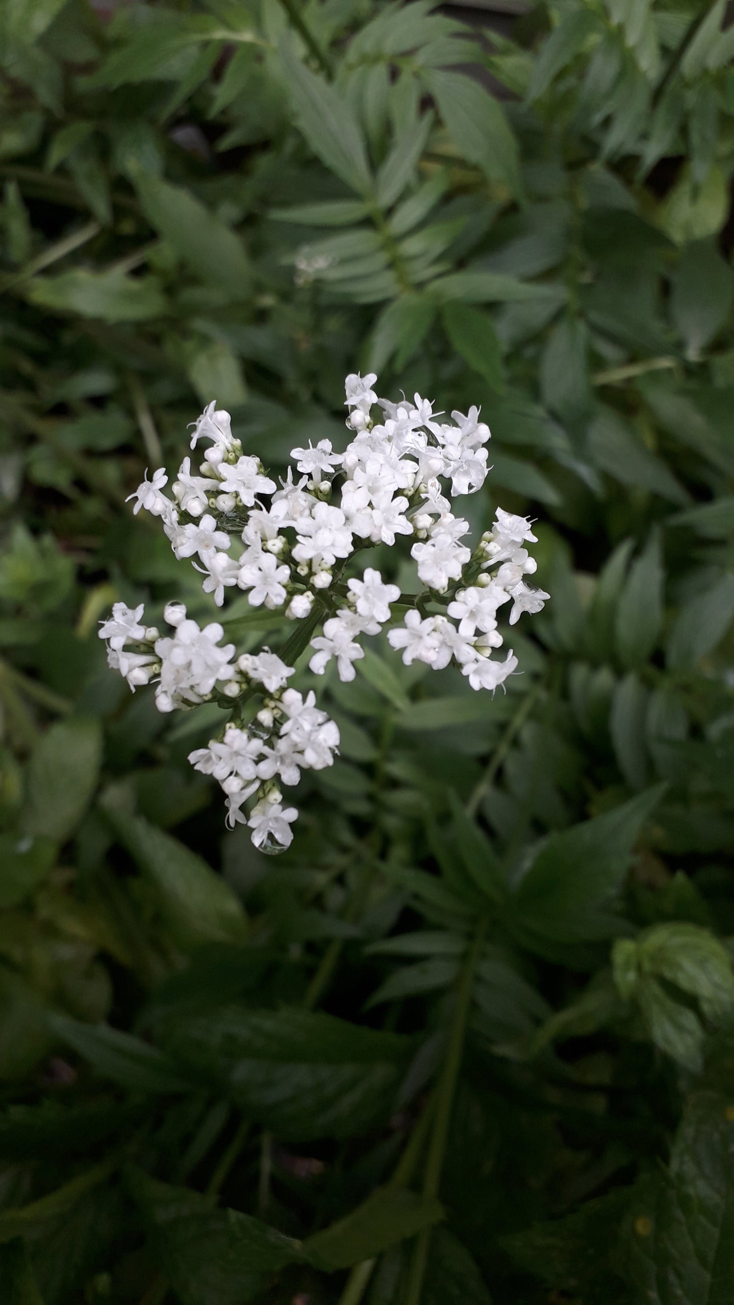 Valerian