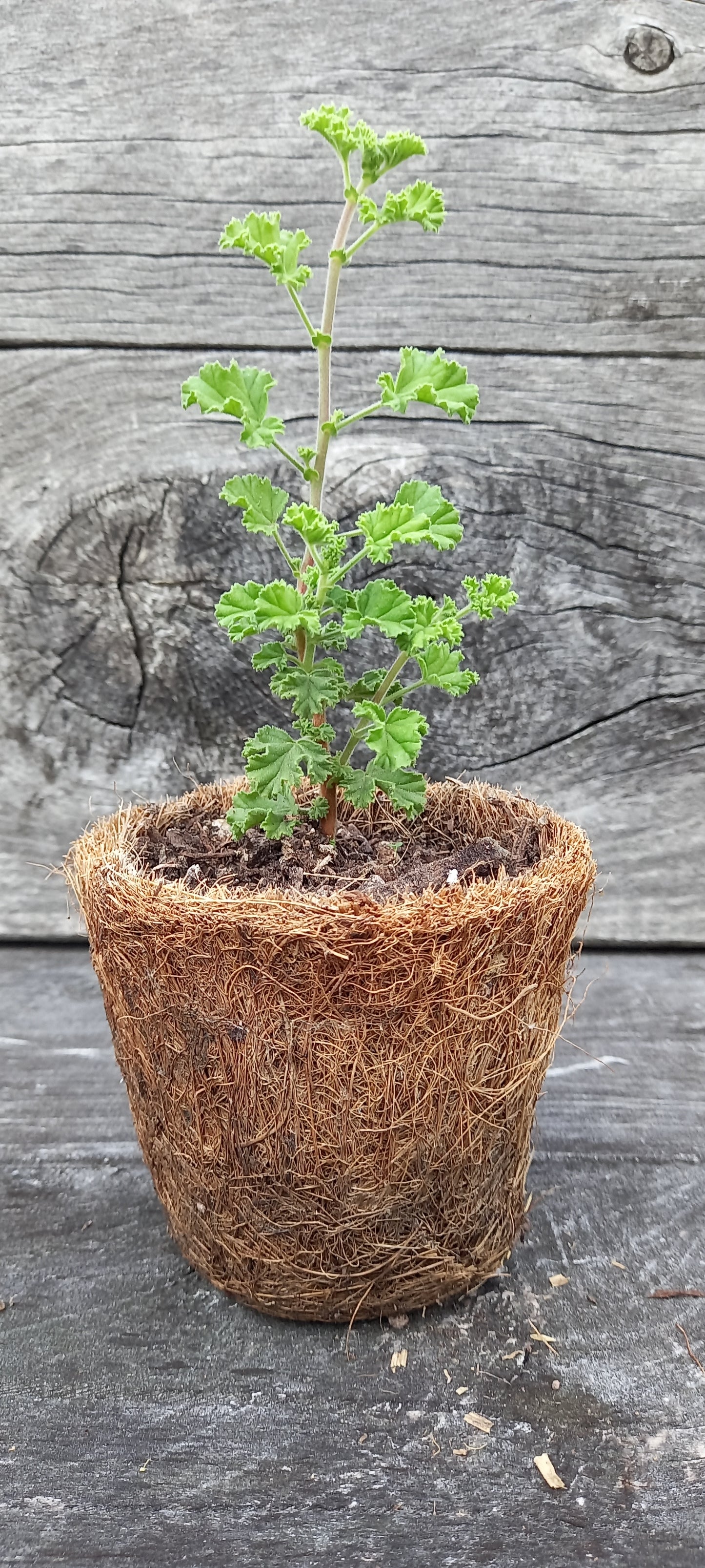 Scented Geranium, Lemon