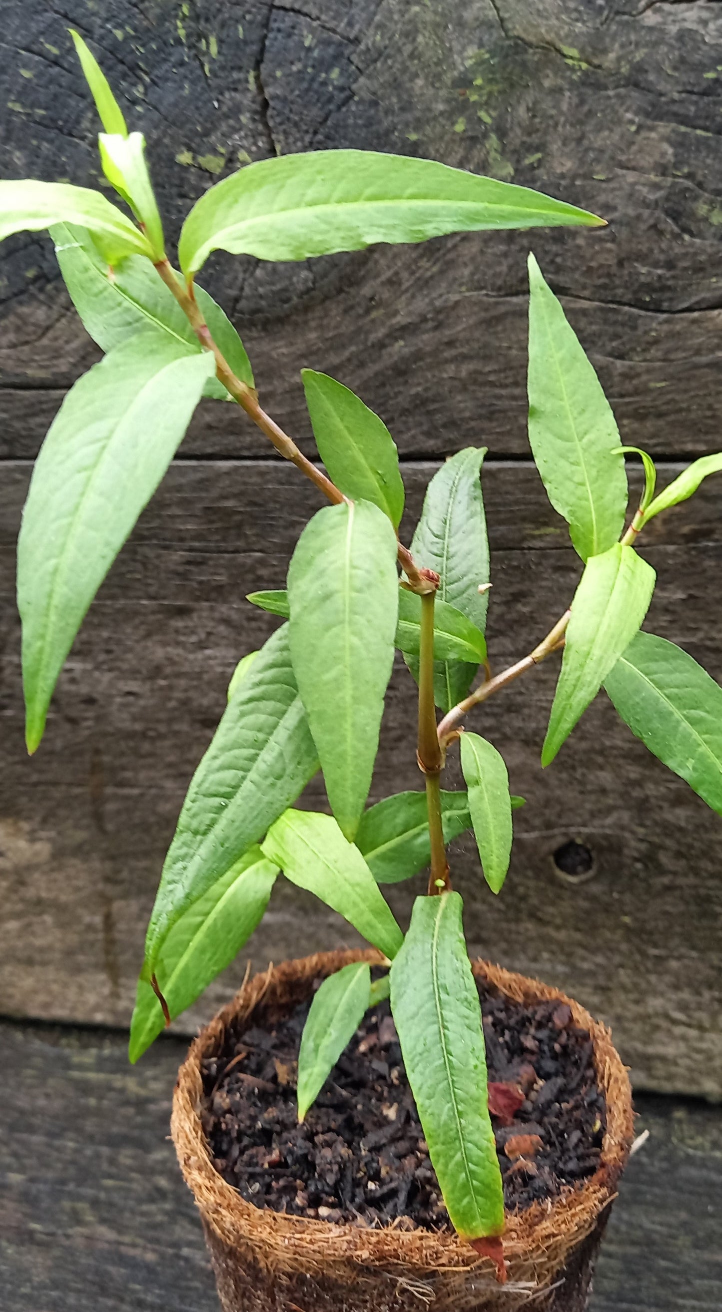 Vietnamese Mint