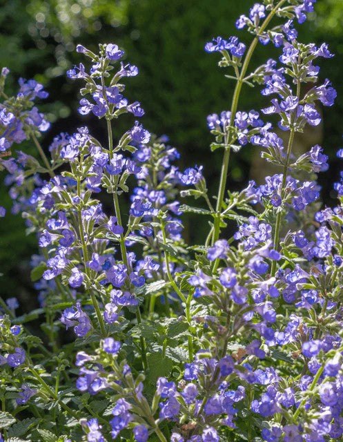 Catmint