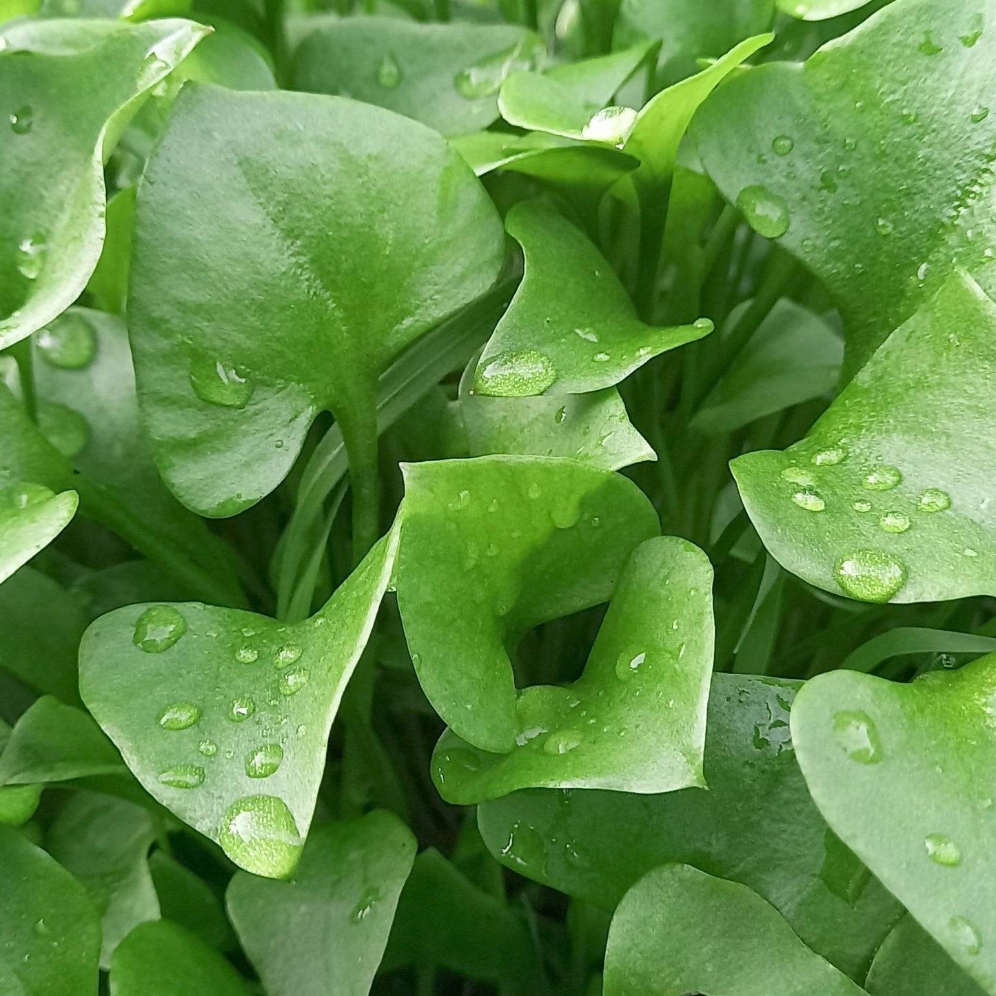 Miner's Lettuce