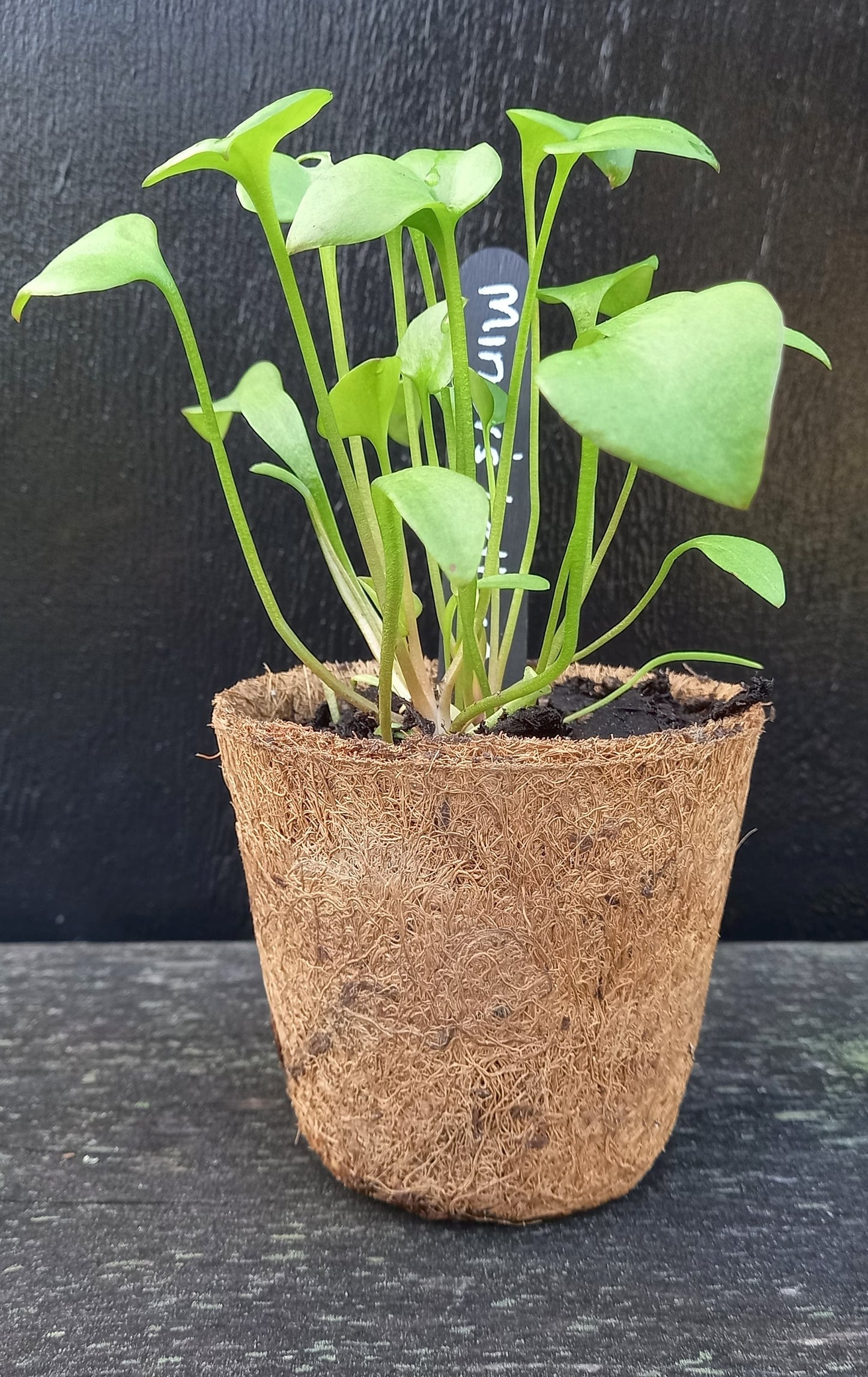 Miner's Lettuce
