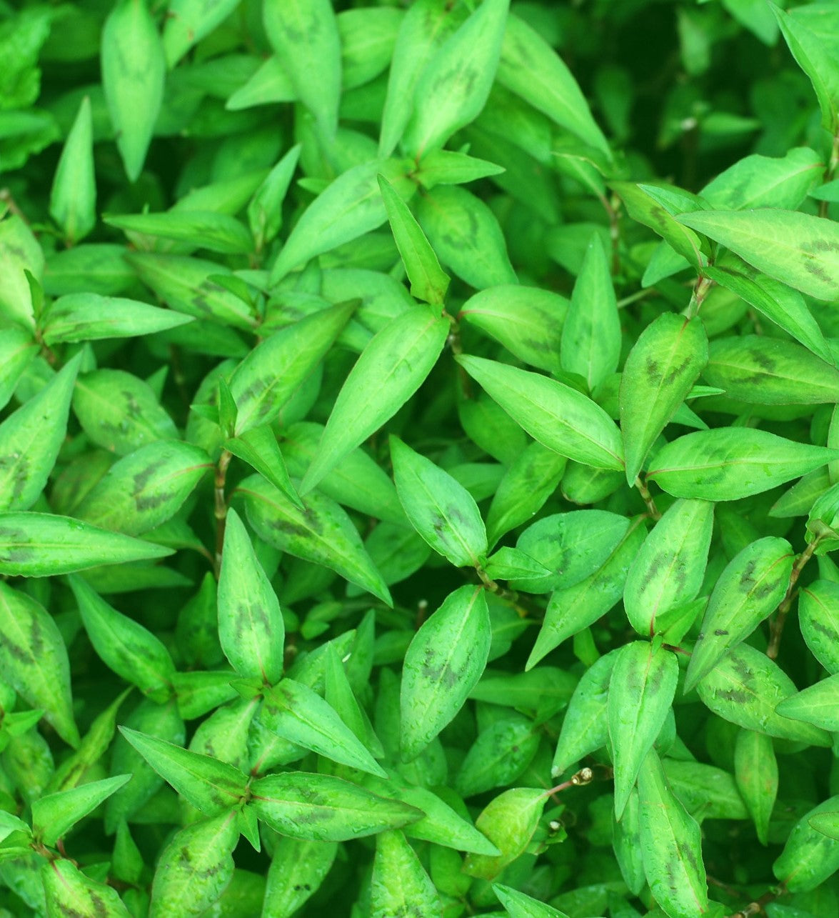 Vietnamese Mint The Herb Garden vietnamese-mint-the-herb-garden