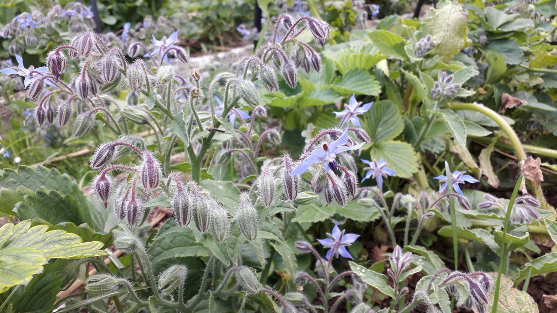 Borage growing with strawberries