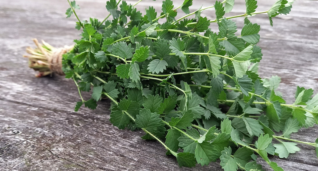 Salad Burnet