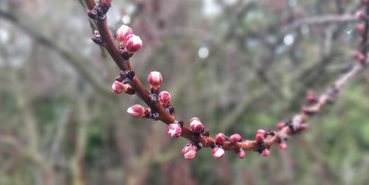 Imbolc - Lore and Herbs