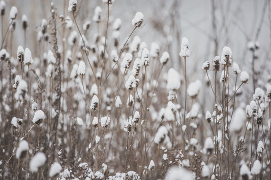 Winter Solstice Herbs