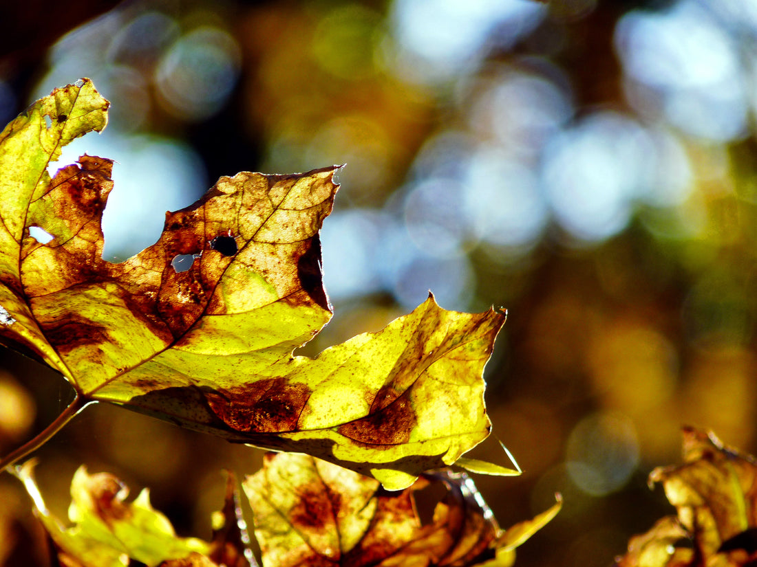 Herbs for the Autumn Equinox