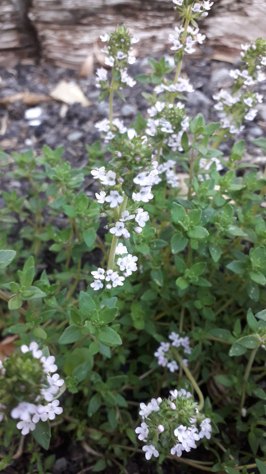 Thyme, Common