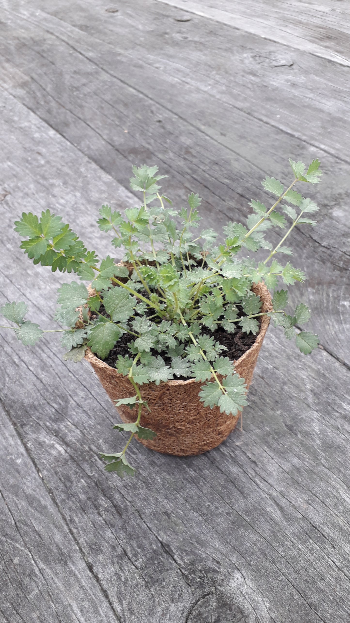 Salad burnet