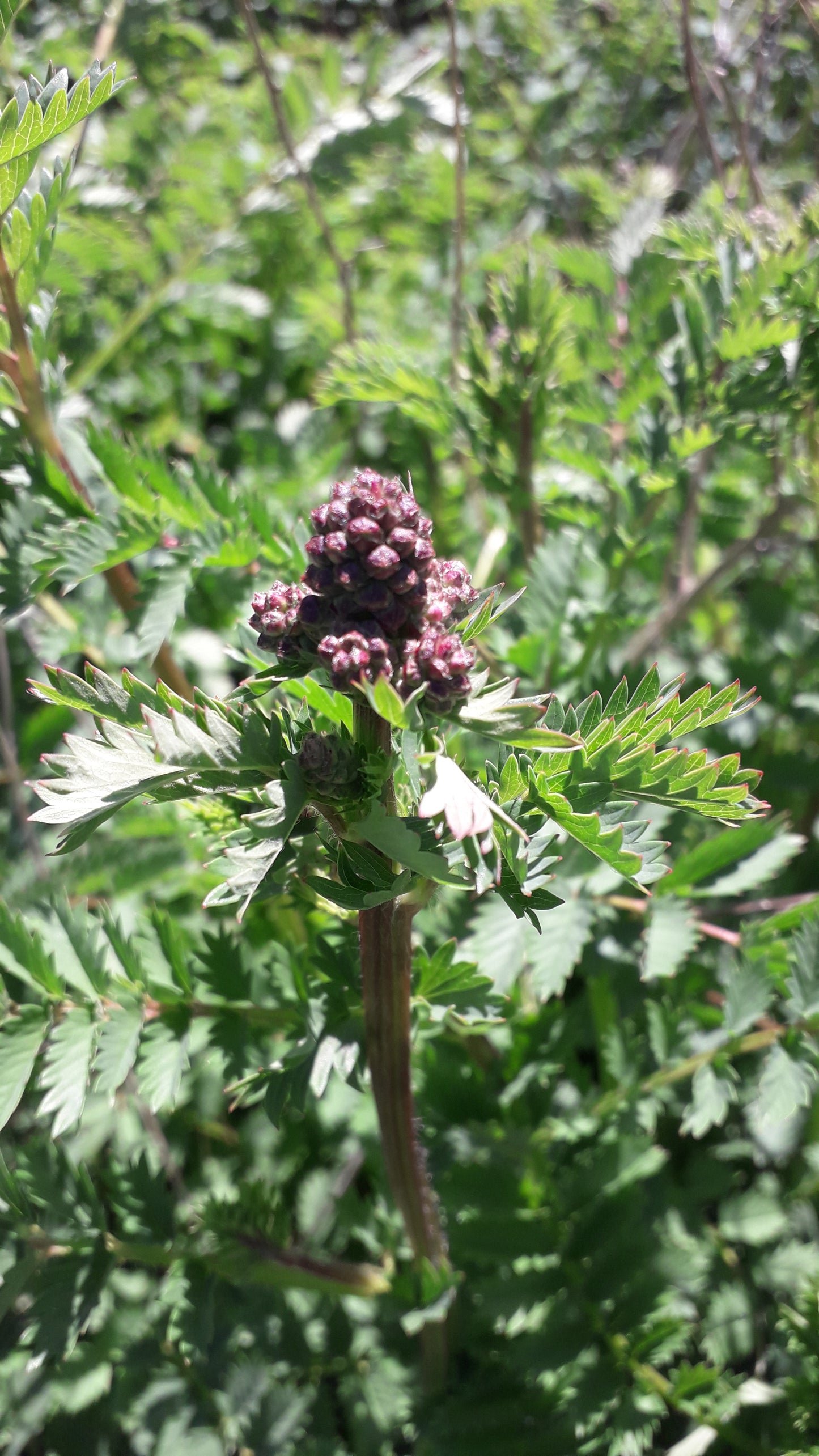 Salad burnet