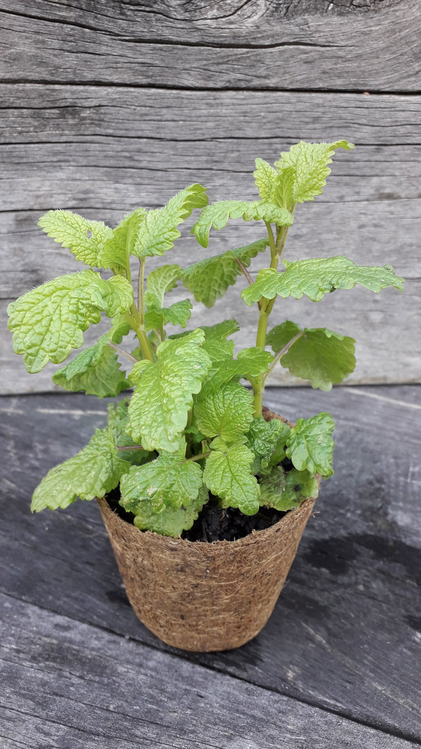 Lemon Balm