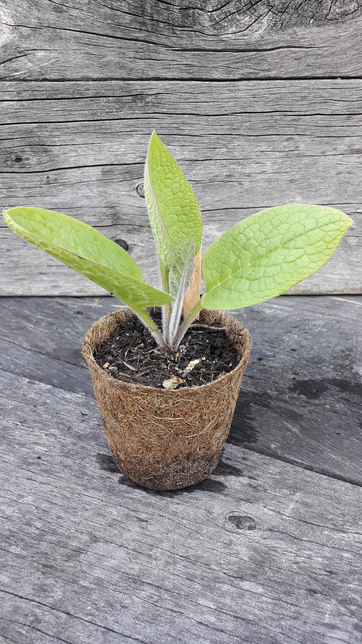 Comfrey