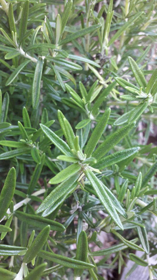 Rosemary 'Tuscan Blue'