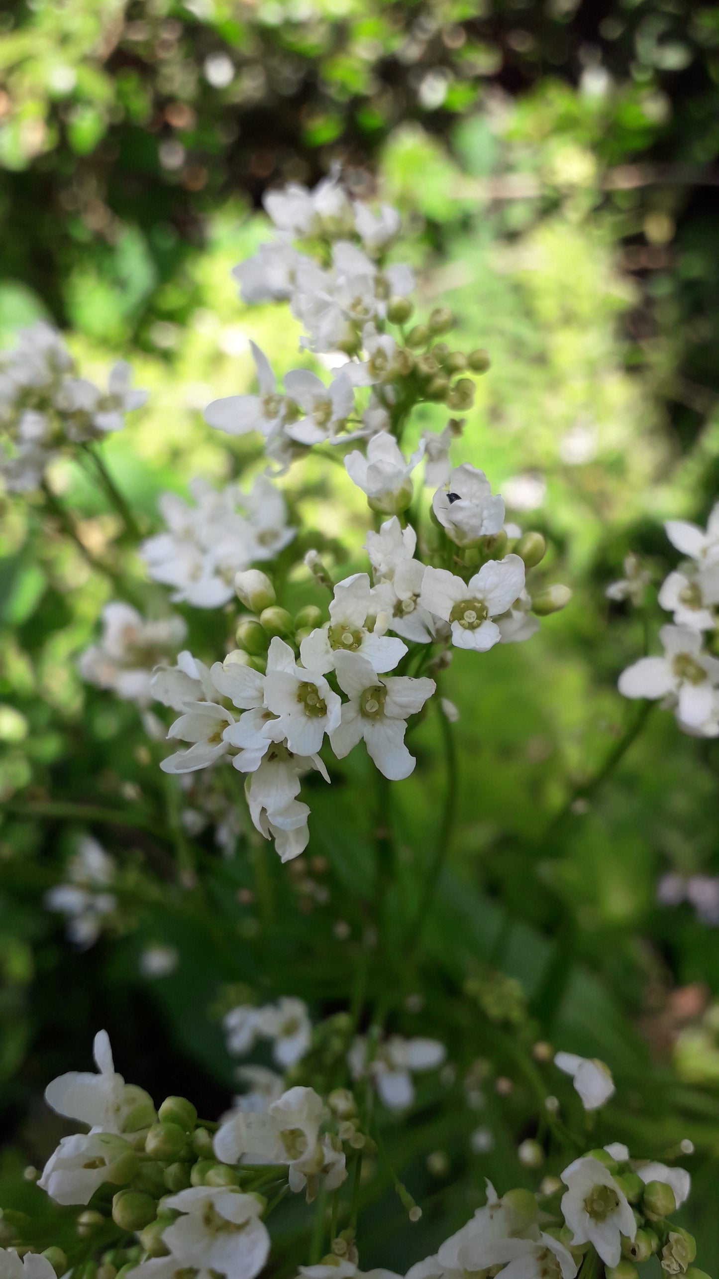 Horseradish