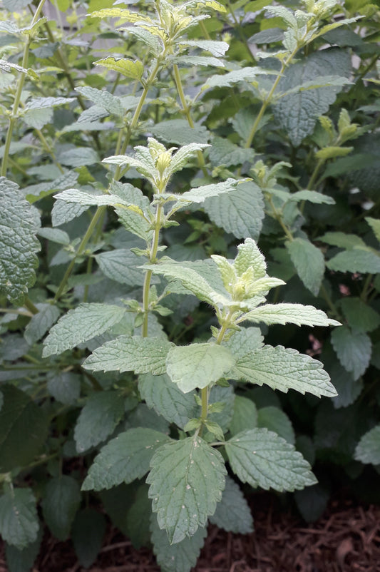 Lemon Balm