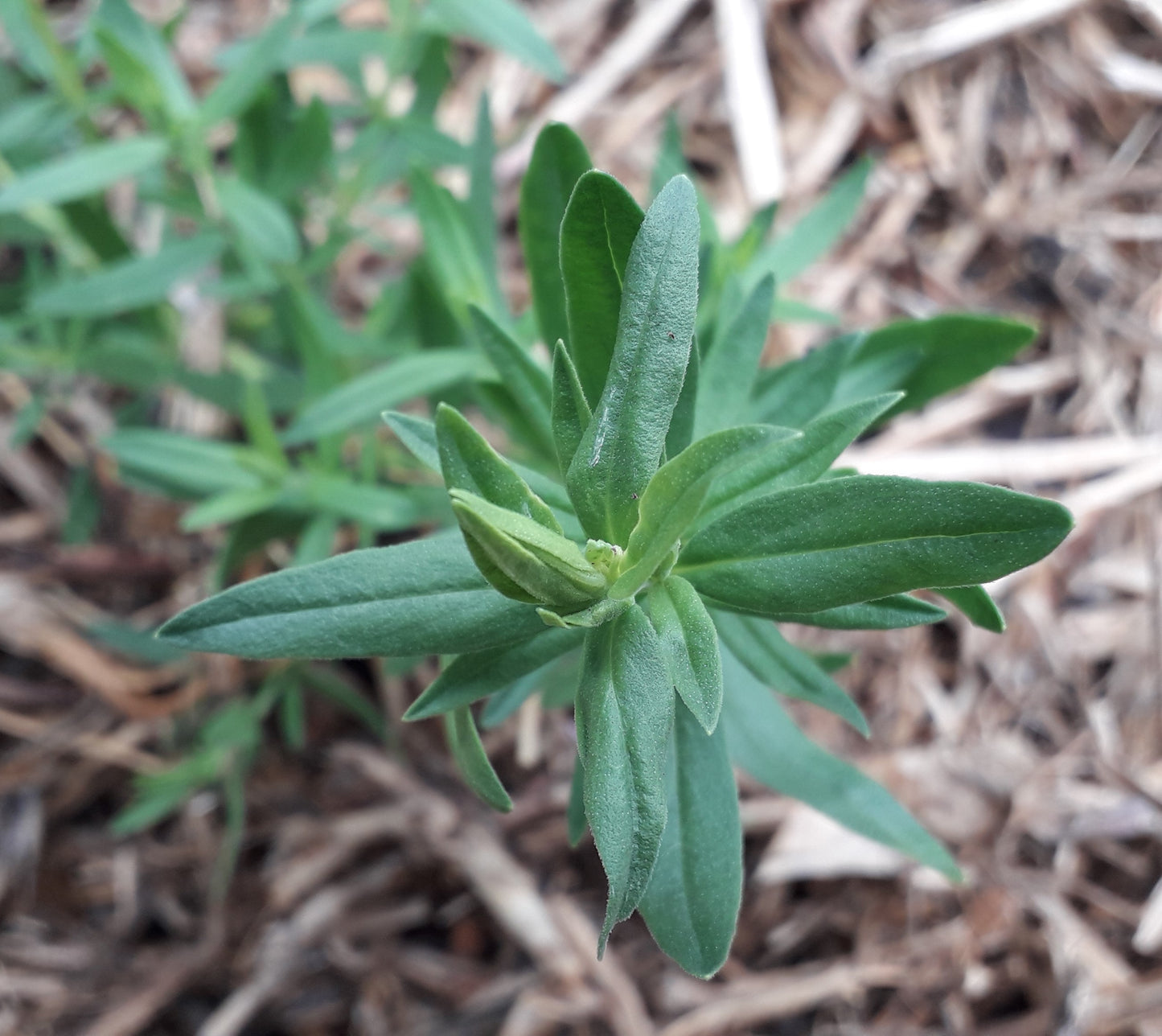 Hyssop