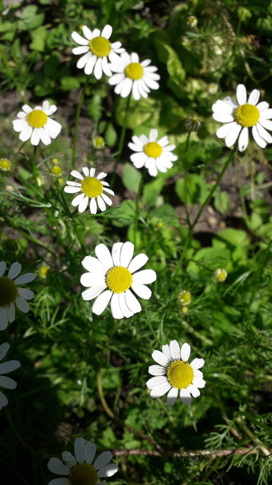 Chamomile German