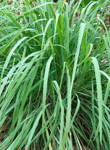 Lemon grass