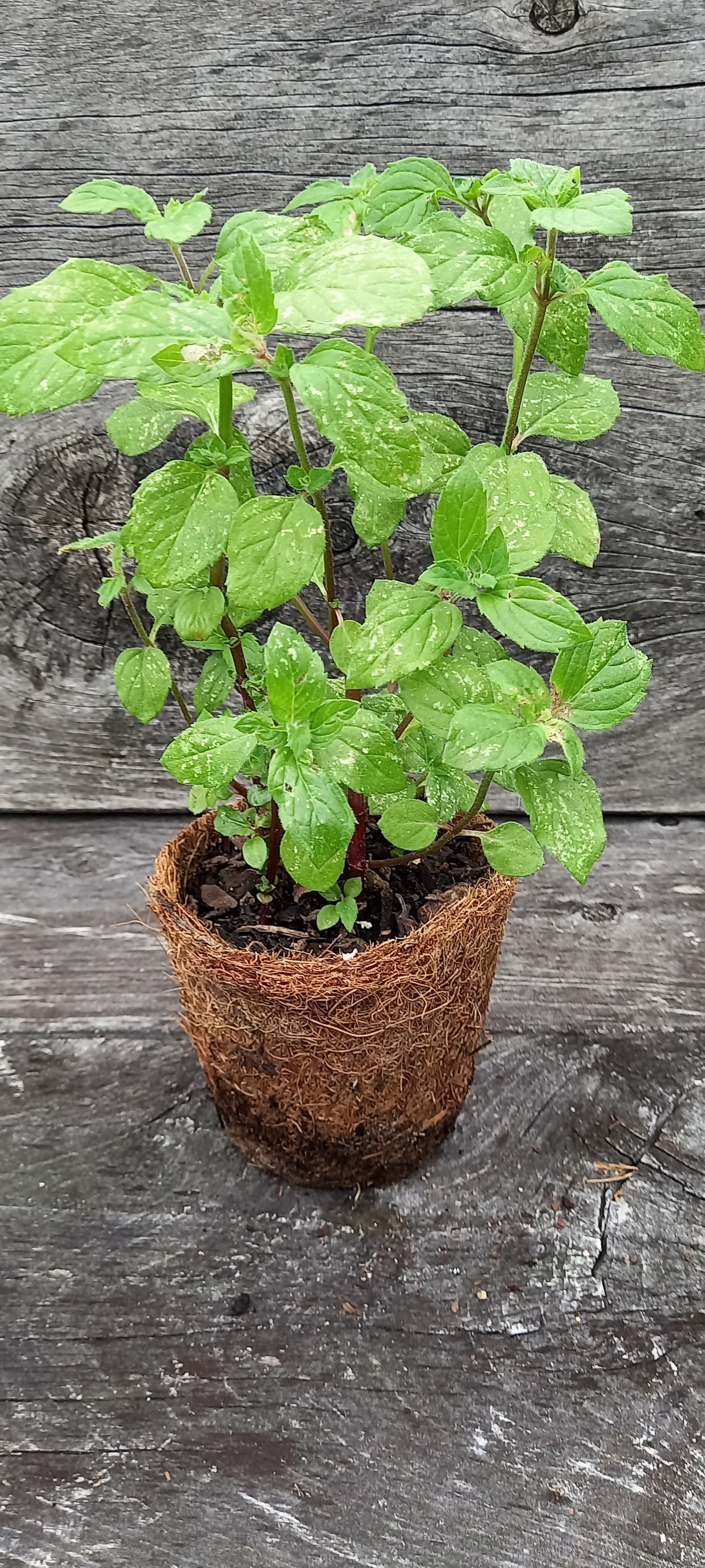 Basil Mint