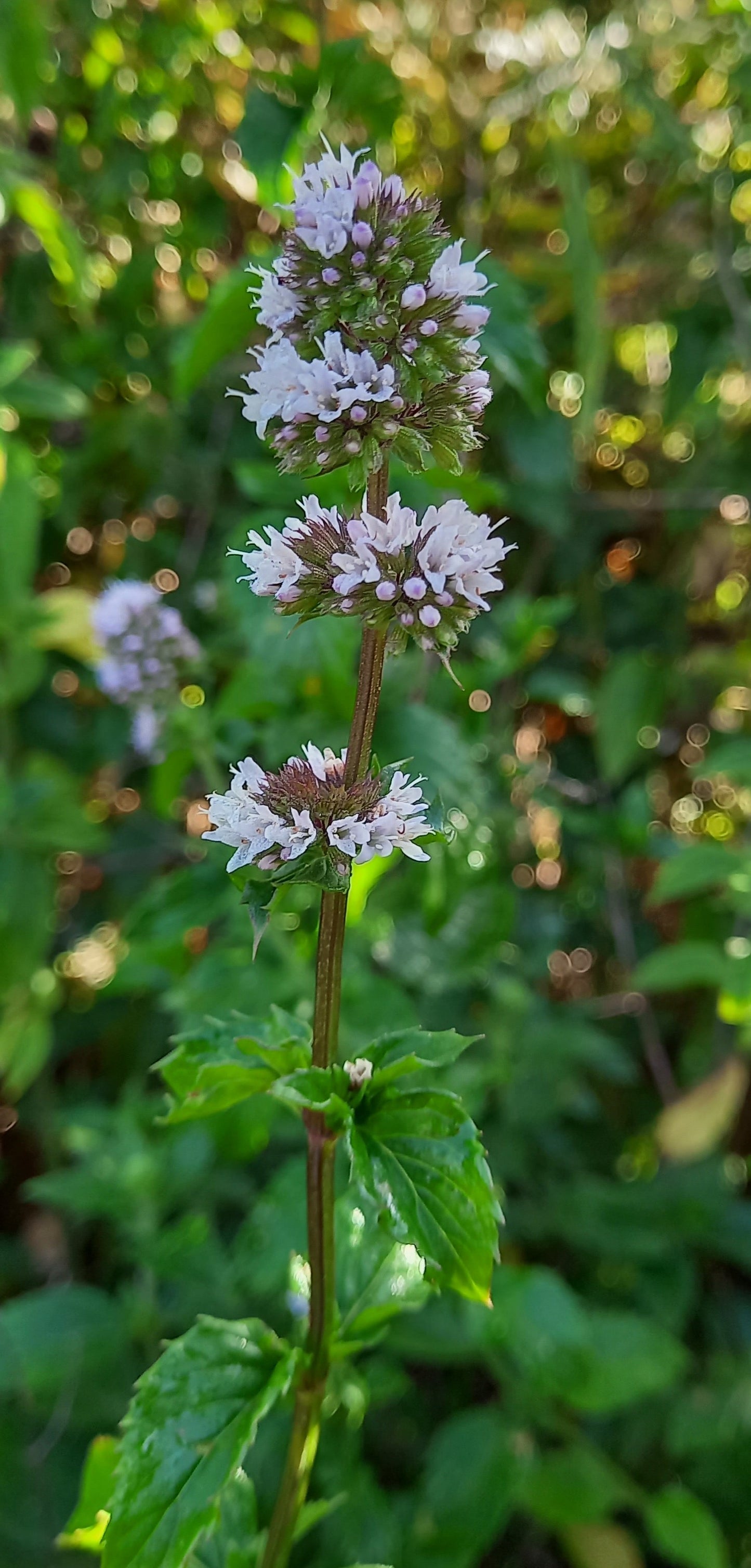 Basil Mint