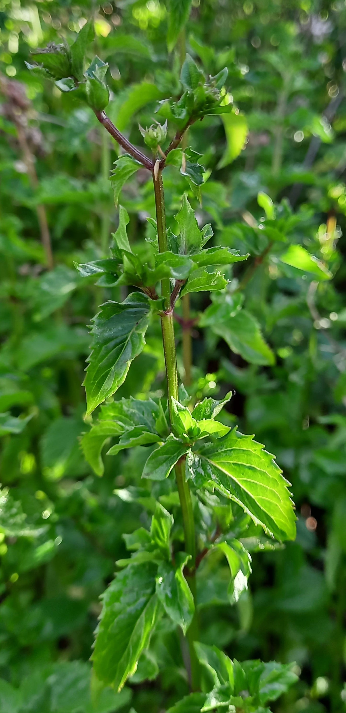 Basil Mint