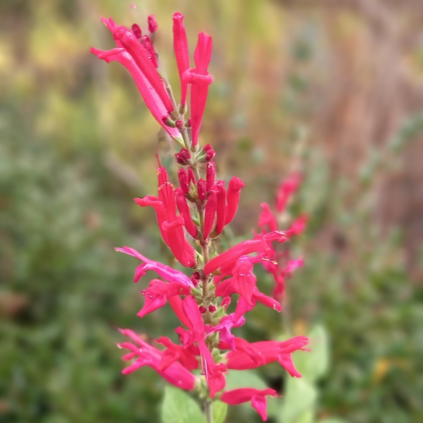 Pineapple Sage