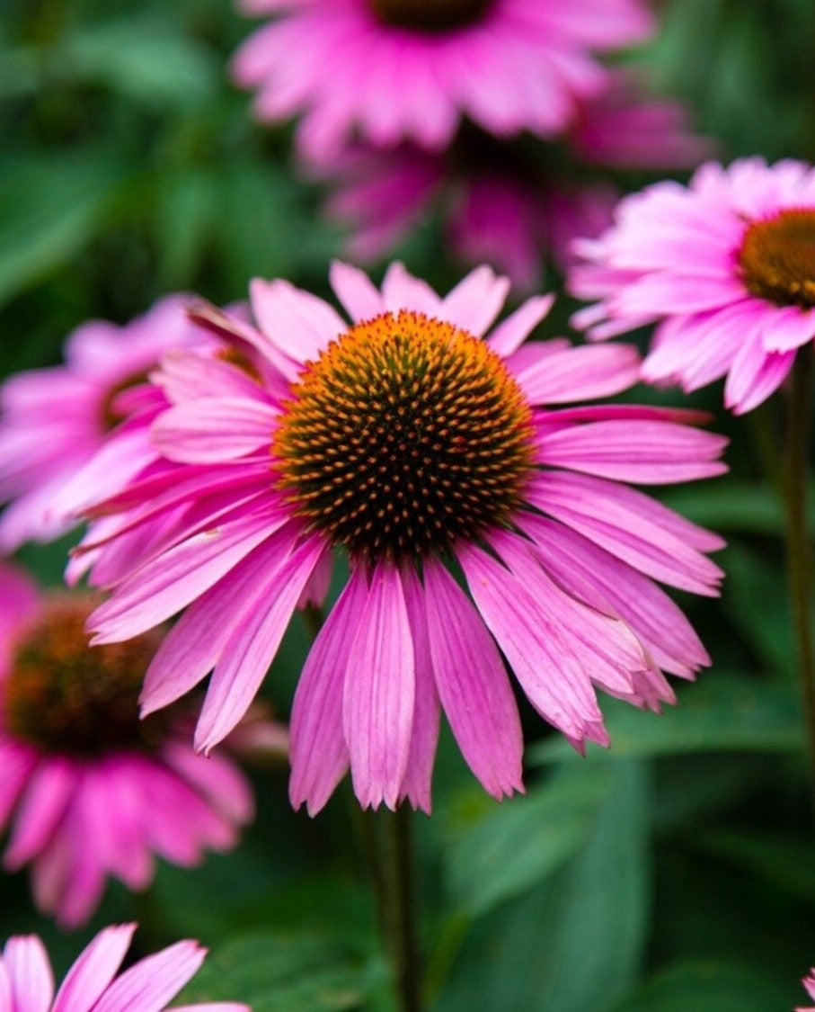 Echinacea