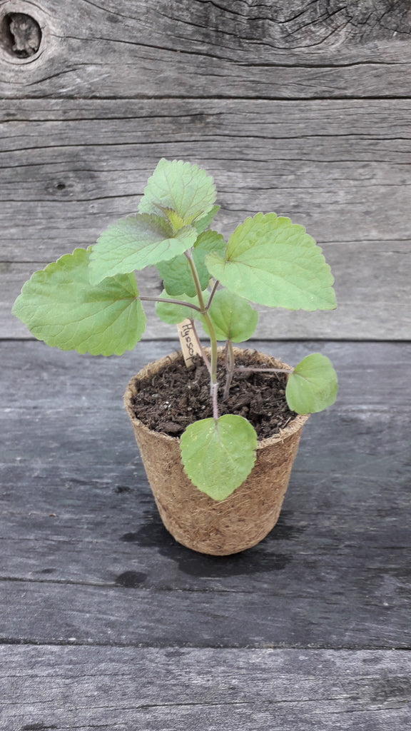 Anise hyssop