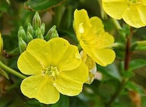 Evening Primrose