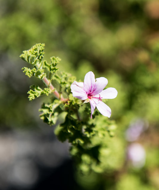 Scented Geranium, Lemon