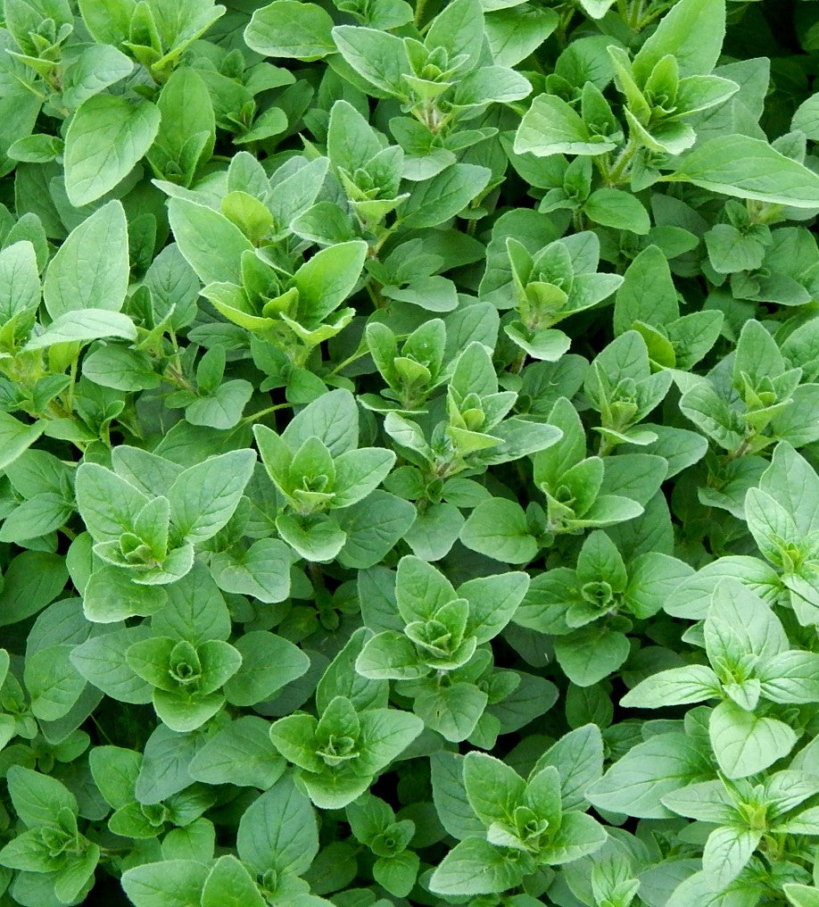 Oregano