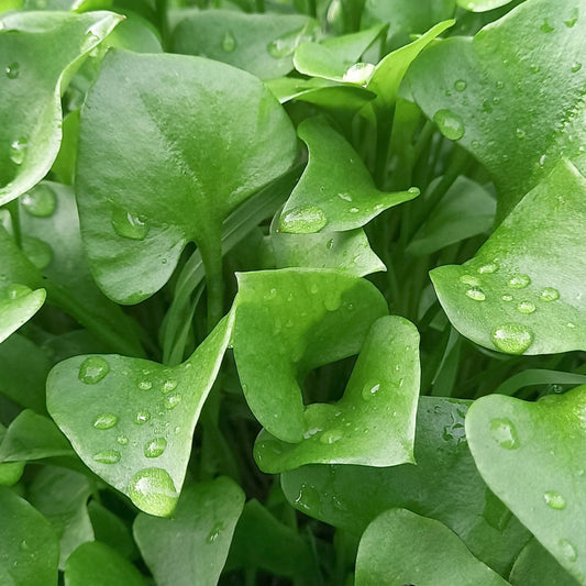 Miner's Lettuce