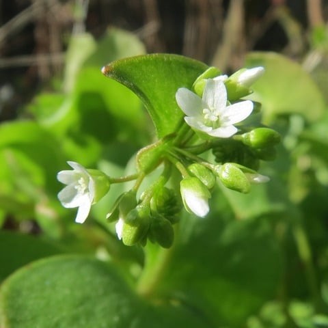 Miner's Lettuce