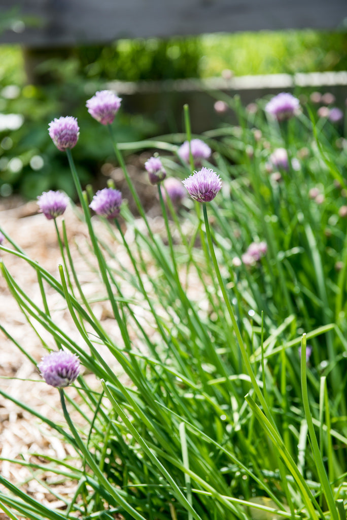 Chives