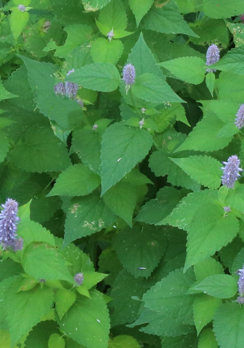 Anise hyssop