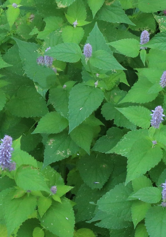 Anise hyssop