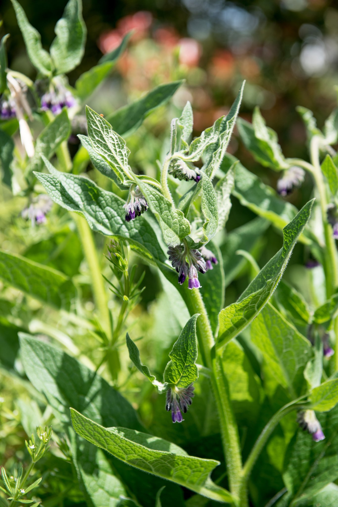 Comfrey